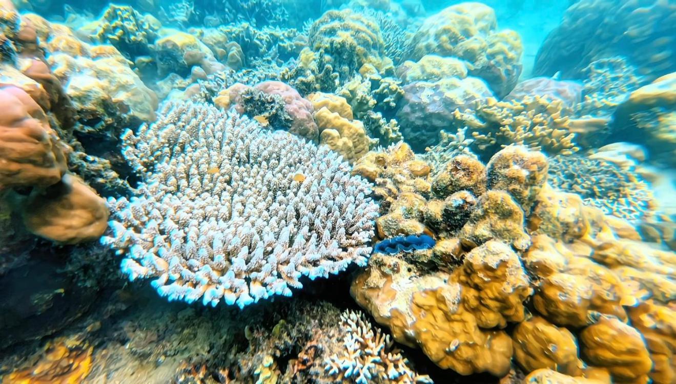Sylvia Hotel & Resort Komodo Labuan Bajo Kültér fotó